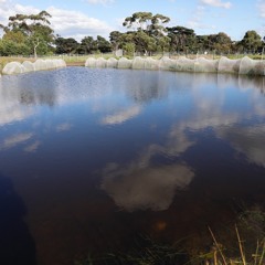 Recording of the Pond 9 in the Chain of Ponds- Elsternwick Nature Park