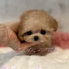 Adorable Micro Teacup Poodle Puppies for Sale Massachusetts | TIARA PETS