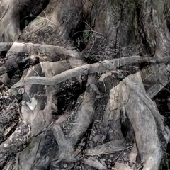 Sounds of the Forest - Tree Roots