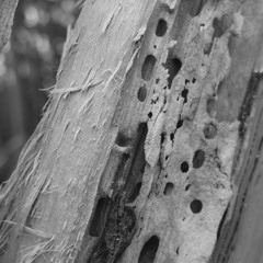 Hårgafolket 20210208