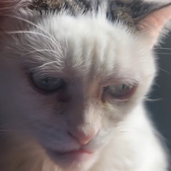 kawaii tramwaii-отражения твоих рейбенов,отпечатки твоих конверсов,всю эту хуйню не видно из космоса