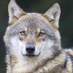 Wolves with pups