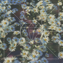 Carnation