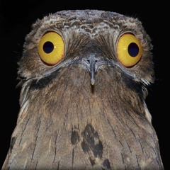 Armagedon.   (prq tu m’prend la tête bb?)