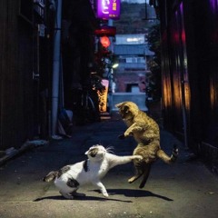 Back Alley Cats  /ᐠﹷ ‸ ﹷ ᐟ\ ᶠᵉᵉᵈ ᵐᵉ