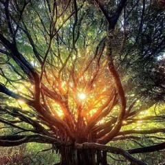 Petición de integración