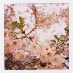 And as he Walked, the Colours of the Spring Brought Longing to his Heart