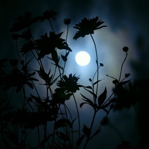 Midnight