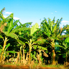 Banana Fields (tropical tain melancholic mood)