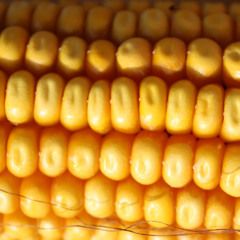 Scouting the Season: Illinois Experts Weigh In on Corn Pests and Disease