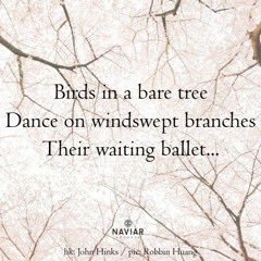 To you they are birds, to me they are voices in the forest (naviarhaiku476)