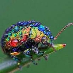 flamingbug