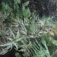 Tal&Shahar Wedding part 1