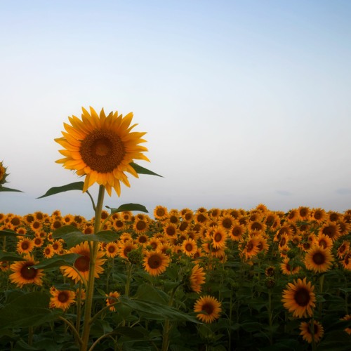 Uncovering Happiness Within The Journey to Inner Joy