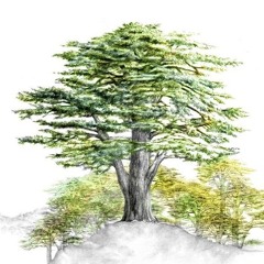 Mardi 24.06.2025 • 1 Rois 7.2-5 • La maison de la forêt du Liban : des parallèles avec L'ÉGLISE