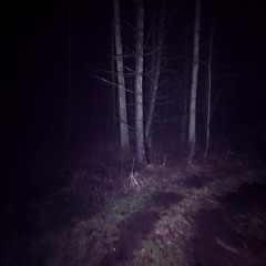 Lost Forest