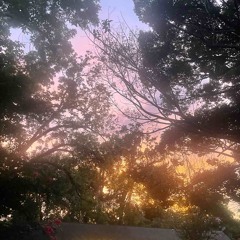 wichway.prod cwd and shoon🧩