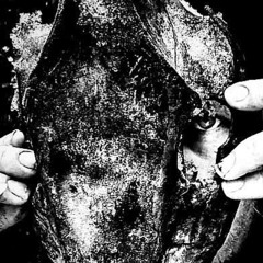 wild spirit (live extract)