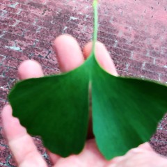 Kairy - Floating Leaf Promo Mix July 2025.mp3
