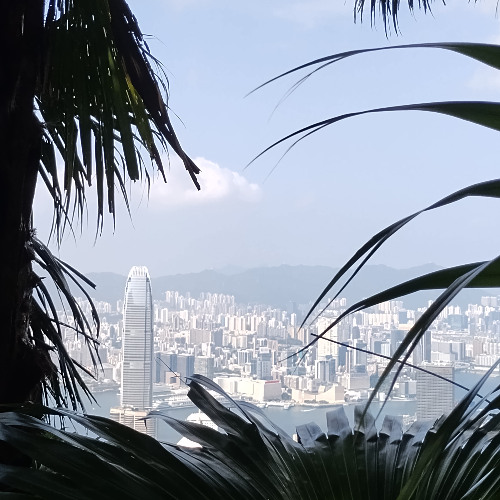Passage Migrants, Dark Skies and the Skyscrapers of Hong Kong, 2024