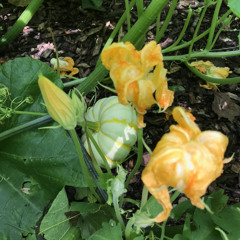 Garden in Your Mind