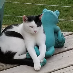 The Legend of Small Cat Dance