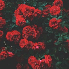 Uso Rob “Rosana” (REMIX)