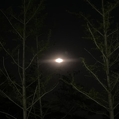Night