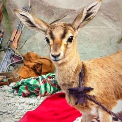 Pash Kapta Tushey Zendagi _Rahmin Baloch_ Molum Chirag_(MP3_320K).mp3