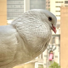 Artists from Egypt, live set at the Cecilia Hotel terrace in Cairo with pigeons, 24 April 2024