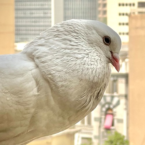 Artists from Egypt, live at Cecilia Hotel terrace in Cairo (with pigeons) 24 April 2024