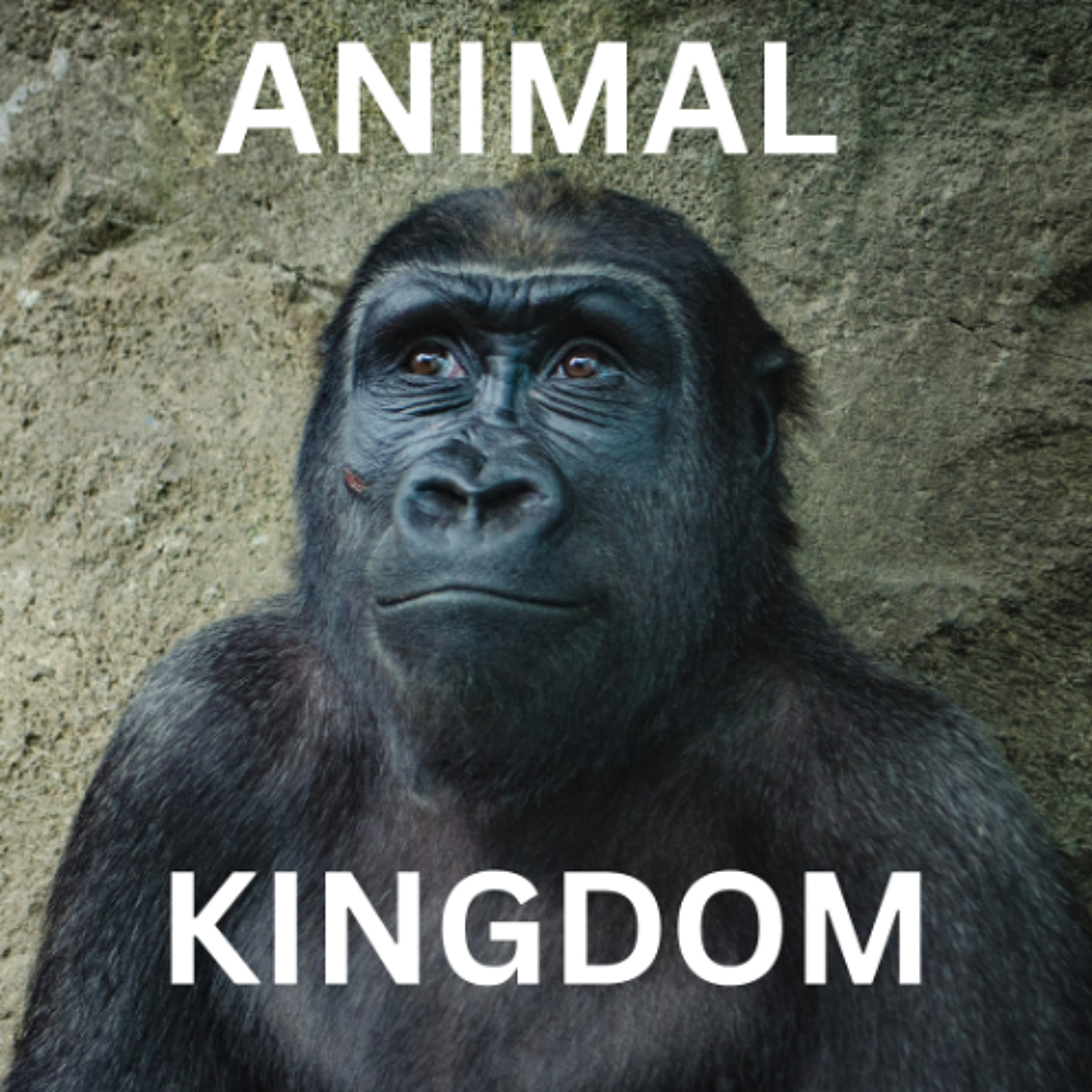 Animal Kingdom - Cohen, Ethan, Jaikob and Lucious - Catherine McAuley School