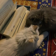 سورة الرحمن - احمد الشلبي