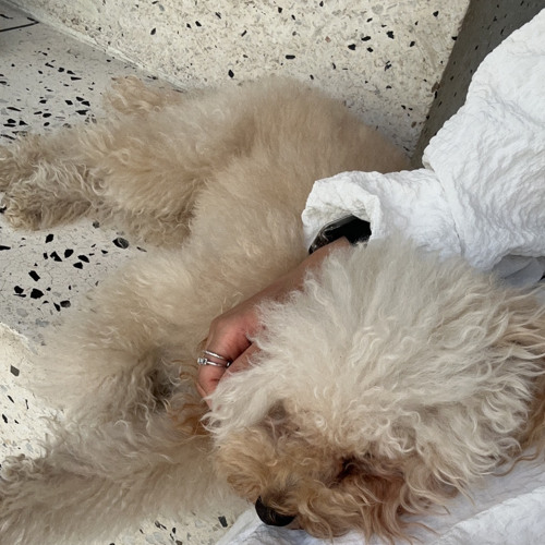 راشد الماجد - عشان الحب