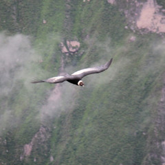 Los pájaros vuelan
