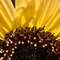 6. One More Sunny Day . The Recyclists . Starry Plough 9.21.24