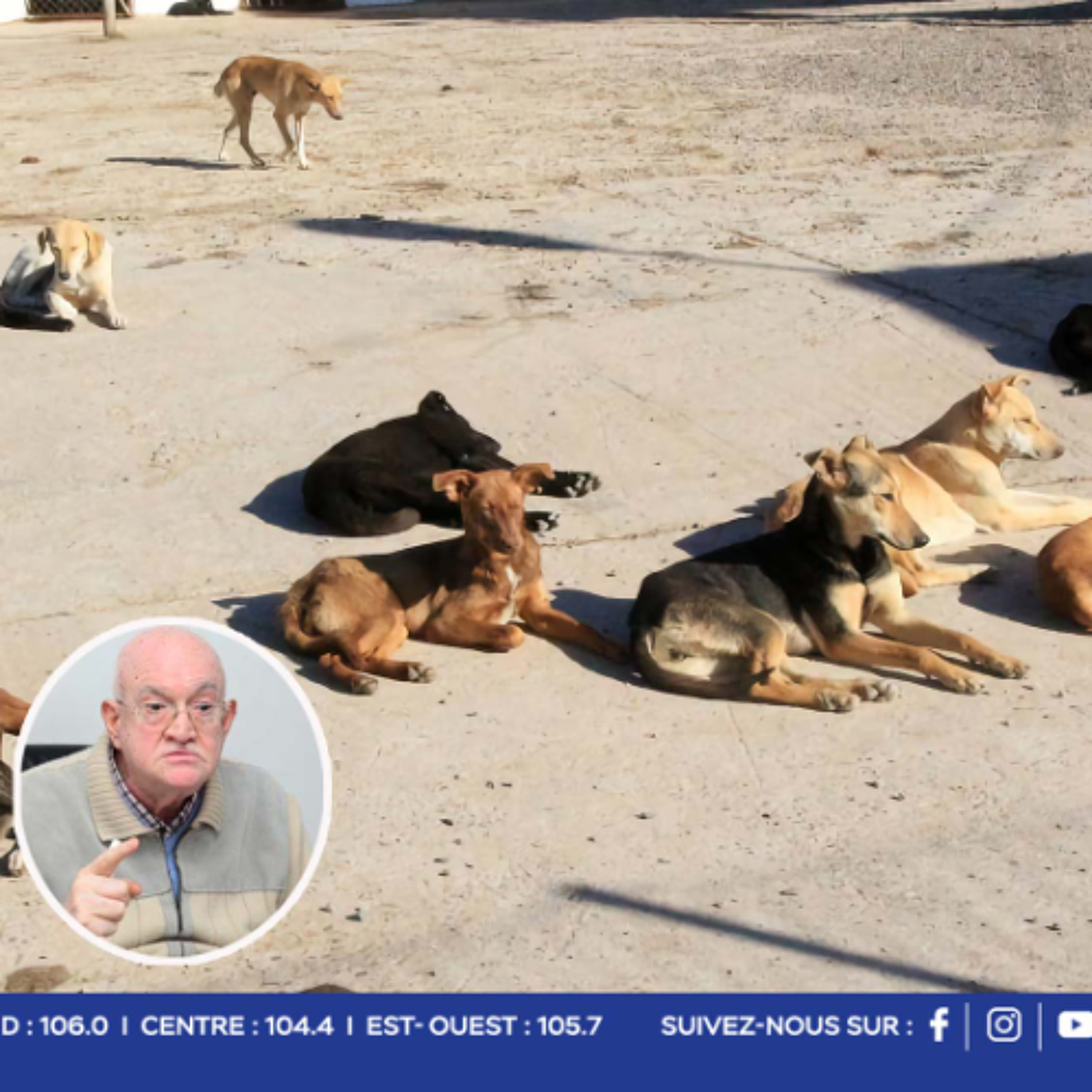 Problème de chiens errants : « Un sujet qui nous interpelle tous » ; des experts étrangers attendus pour régler ce problème, affirme Rajesh Bhagwan episode artwork