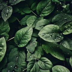 Lesson 1: Basic meditation (with music)