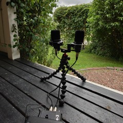 Blackbird singing in thunder and rain