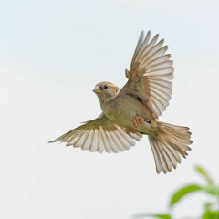 Antares 101 - A Sparrow's First Flight (Demo version)