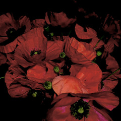 Ceasefire/ If I must die Dr.Refaat Alareer. Mix by Vincent2000