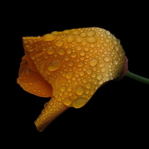 Native Man - A Song About My Brother