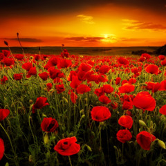 Whisper Their Names Softly