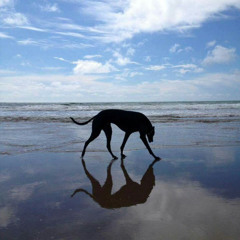 greyhound (prod. rainngod)