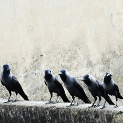 Crow's Circus