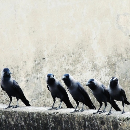 Crow's Circus