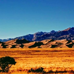 wild horses
