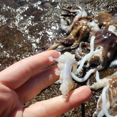 Transhumanist Cephalopod Evolution (Introductory Session 03.2021)