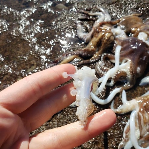 Transhumanist Cephalopod Evolution (Introductory Session 03.2021)
