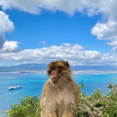 New Era w/ fauxes 狐